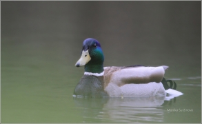 <p>KACHNA DIVOKÁ (Anas platyrhynchos) samec</p>
